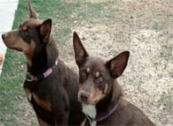 Two Kelpies waiting to be trained