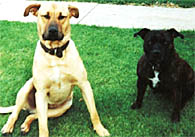 Labrador and staffy waiting to be trained.