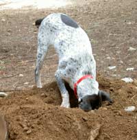dog digging, dog training